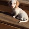 Puppy of the Month: April 2016